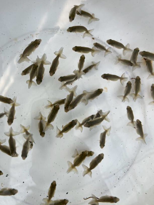 ①[ Japan one Ozeki ..][ cheap wistaria . fish place ] golgfish this year fish approximately 2.5~3.5cm 60 pcs 
