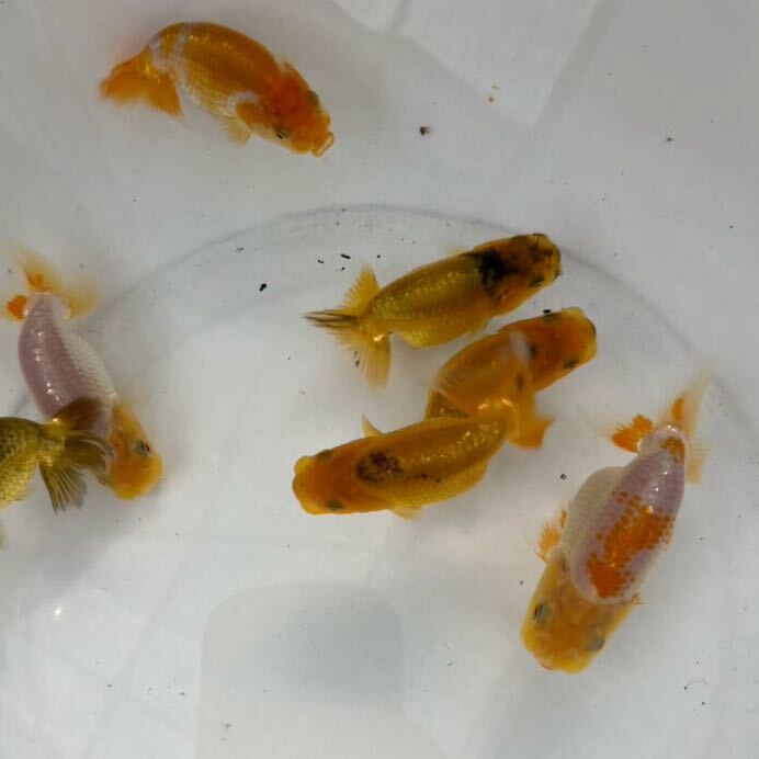 ⑦[ Japan one Ozeki ..][ cheap wistaria . fish place ] golgfish this year fish approximately 6.5~8cm 7 pcs 