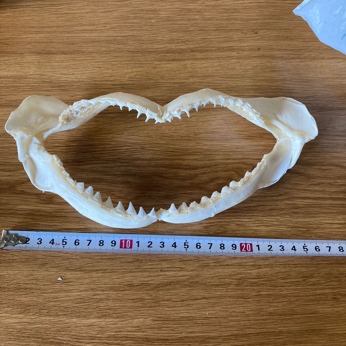 サメの口　歯　骨格標本　さめ　鮫　2個セット_画像2
