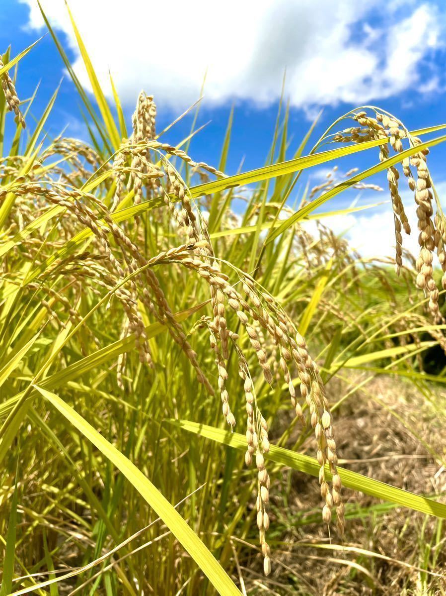 送料込　新米　令和5年産　農家直送　三重県産　コシヒカリ　こしひかり　お米　精米　10kg 10キロ 白米　ごはん　お米　安心食材_画像2