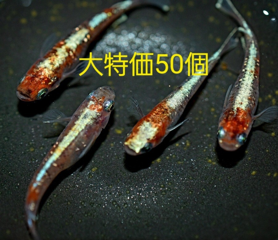 【卵販売】三色ラメ体外光　メダカ　極上種親　有精卵　５０個+α_画像1