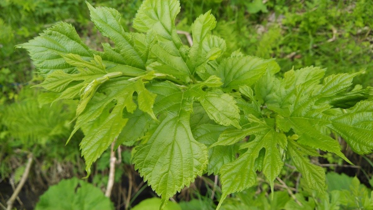 桑の若芽 75 g  お料理やペットのエサとして