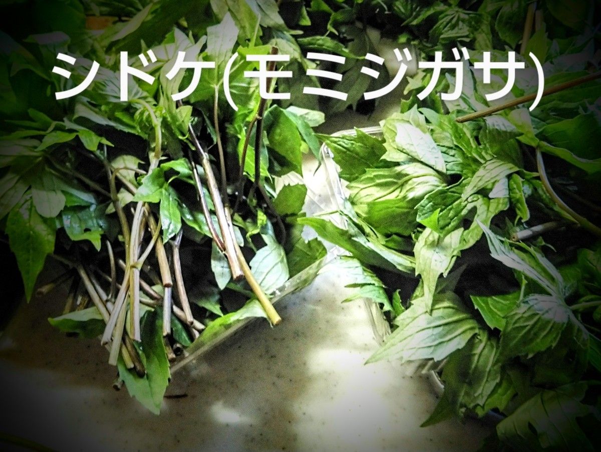 山菜 シドケ (モミジガサ) 250 g