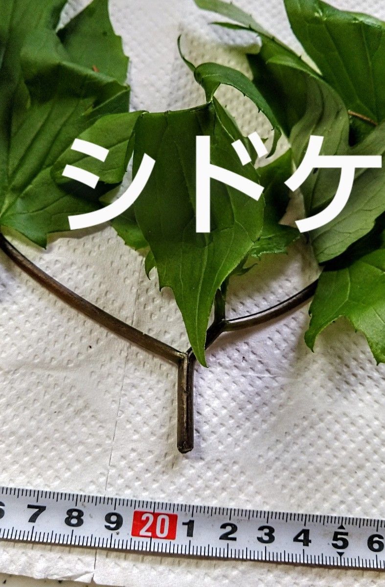 山菜 シドケ (モミジガサ) 250 g