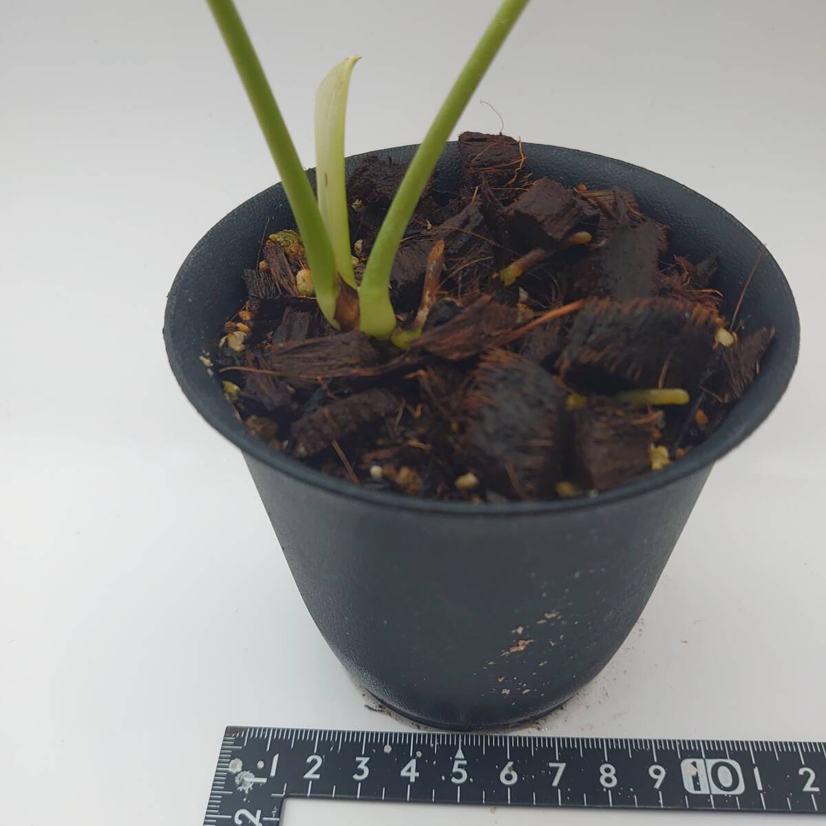 アンスリウム ベイチー　ナロータイプ　Anthurium veitchii narrow type　株分け品_画像4
