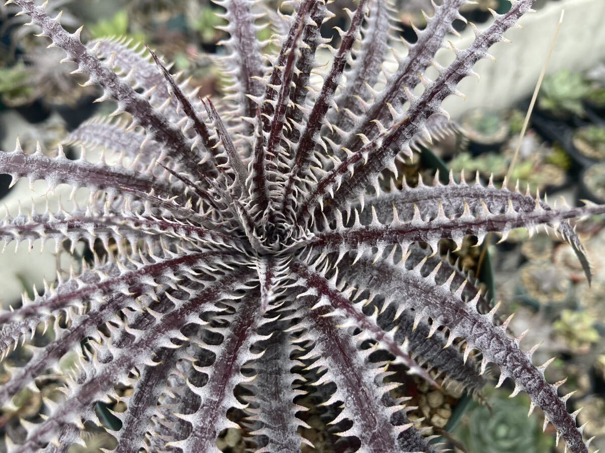 ディッキア Dyckia ‘4th of July Series xxx1-2　ブロメリア　Q Dyckia_画像3