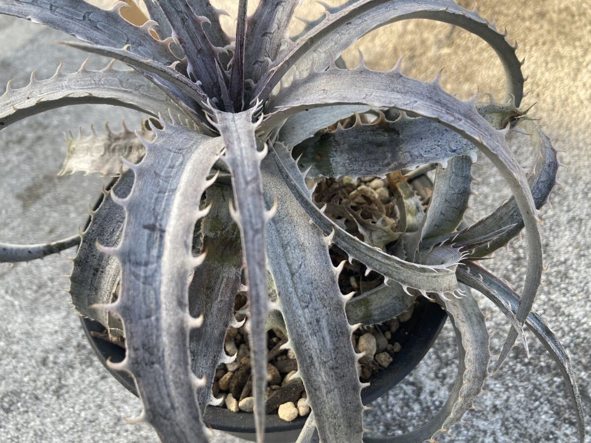 ディッキア　ゴエリンギー　ニューフォーム　F1 Dyckia goehringii ‘New Form’ F1 子株付き　ブロメリア　Q Dyckia　_画像3