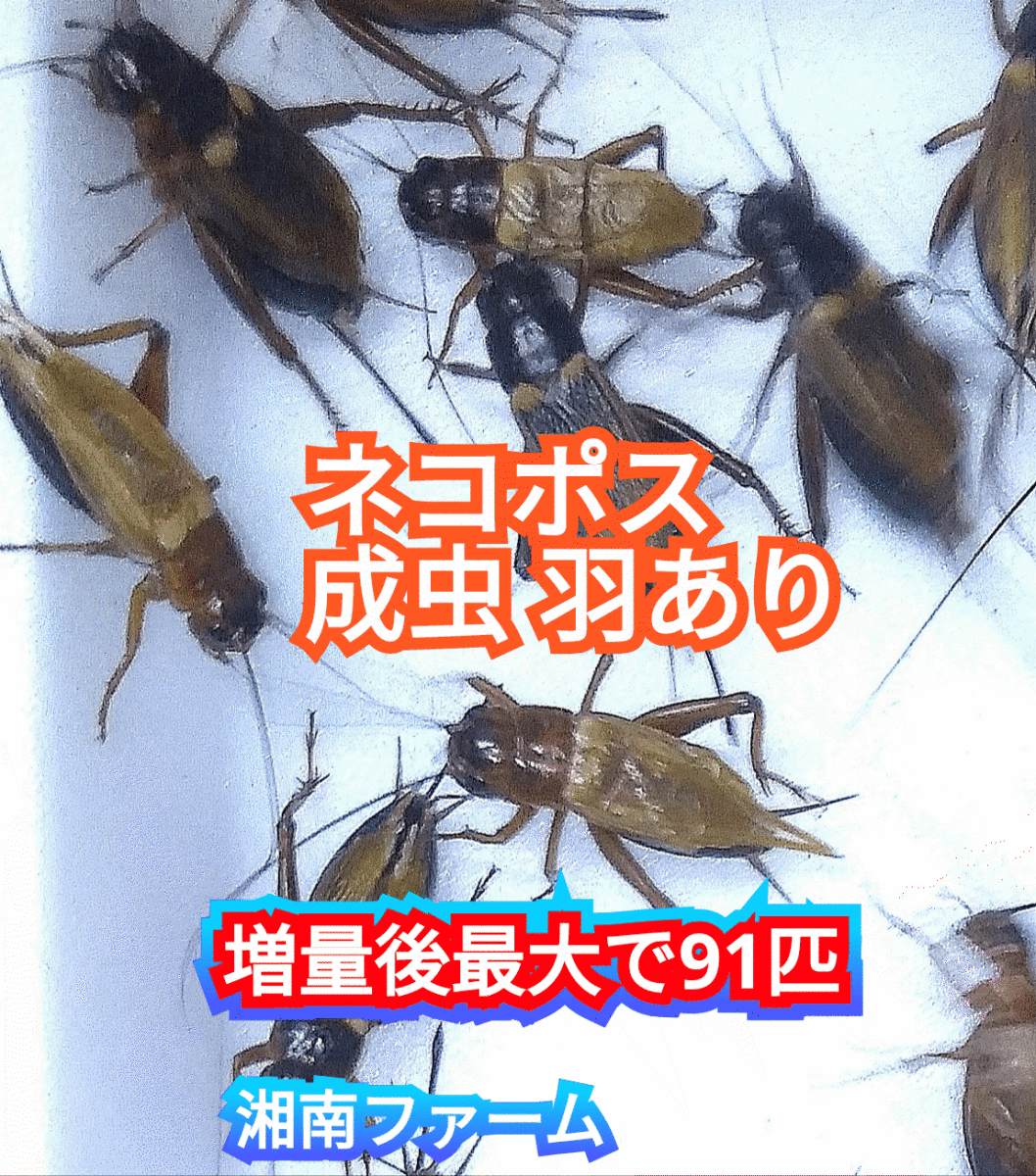 成虫羽あり70匹フタホシコオロギ 死着保障2割増量 リピーター様1割増量 (最大で91匹+α)★イエコオロギに比べ栄養価が高く遅鈍で低跳躍!_画像1