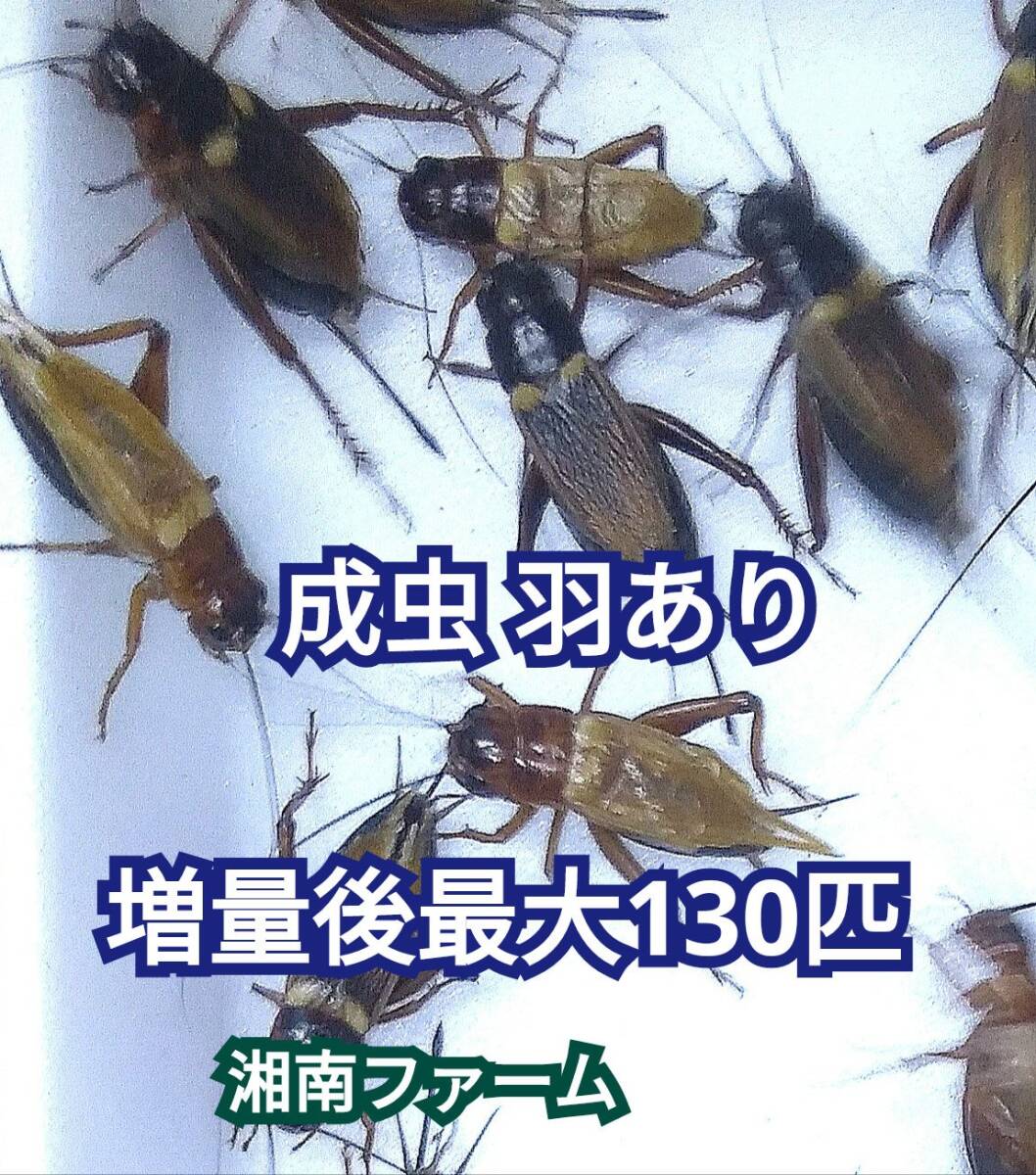 成虫羽あり100匹フタホシコオロギ 死着保障2割増量 リピーター様1割増量★一時保管用容器入★イエコオロギに比べ栄養価が高く遅鈍で低跳躍_画像1