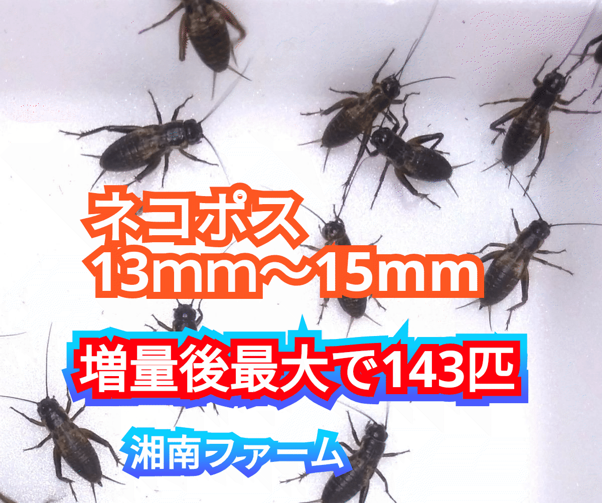 13～15㎜110匹フタホシコオロギ 死着保障2割増量 リピーター様1割増量 (最大で143匹+α)★イエコオロギに比べ栄養価が高く遅鈍で低跳躍!_画像1