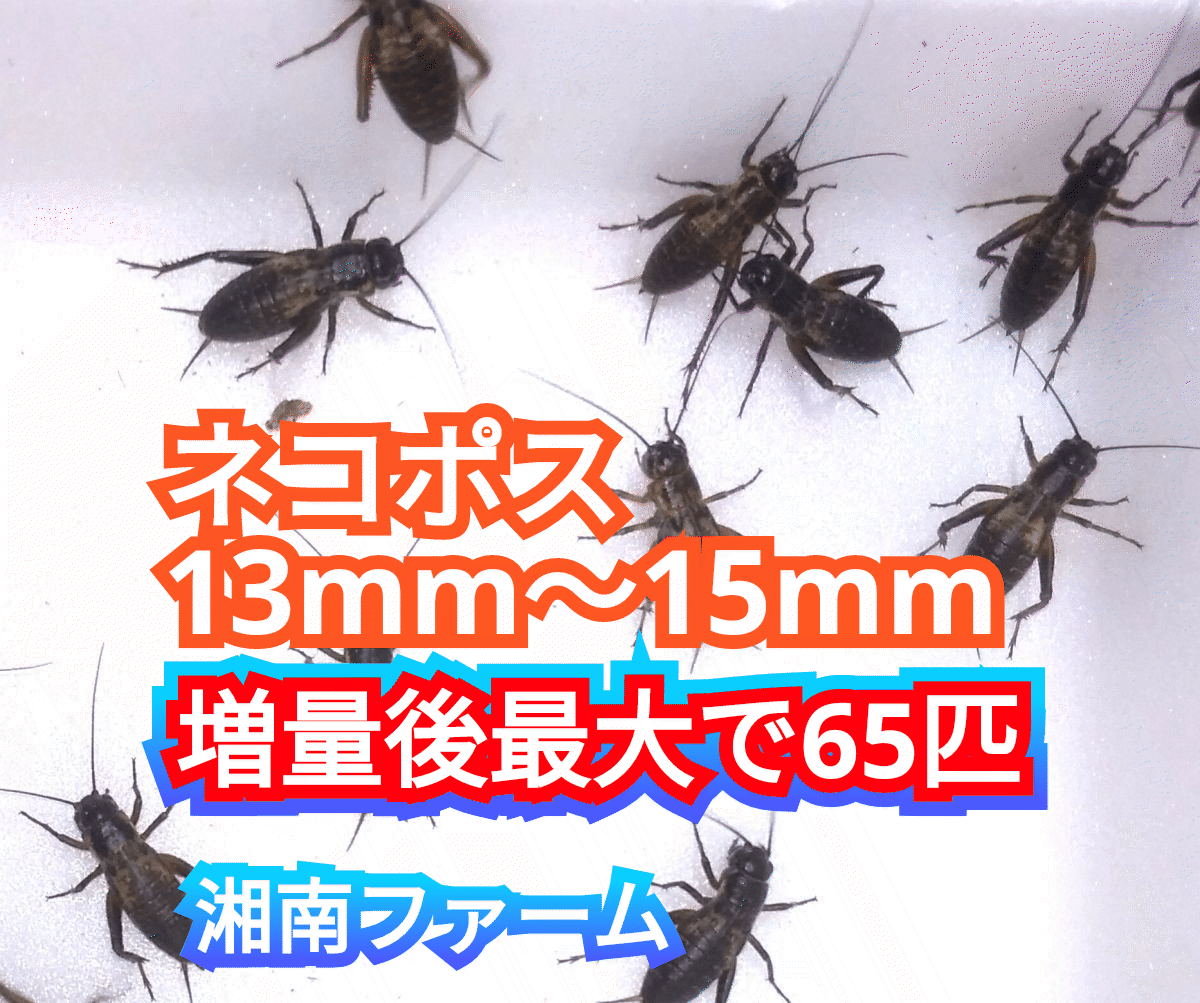 13～15㎜50匹フタホシコオロギ 死着保障2割増量 リピーター様1割増量 (最大で65匹+α)★イエコオロギに比べ栄養価が高く遅鈍で低跳躍!!_画像1