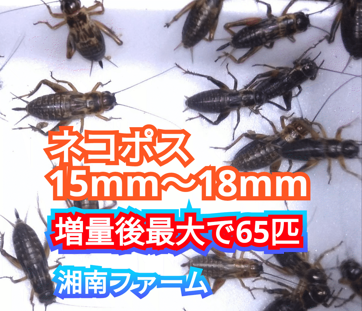 15～18㎜50匹フタホシコオロギ 死着保障2割増量 リピーター様1割増量 (最大で65匹+α) ★イエコオロギに比べ栄養価が高く遅鈍で低跳躍!_画像1