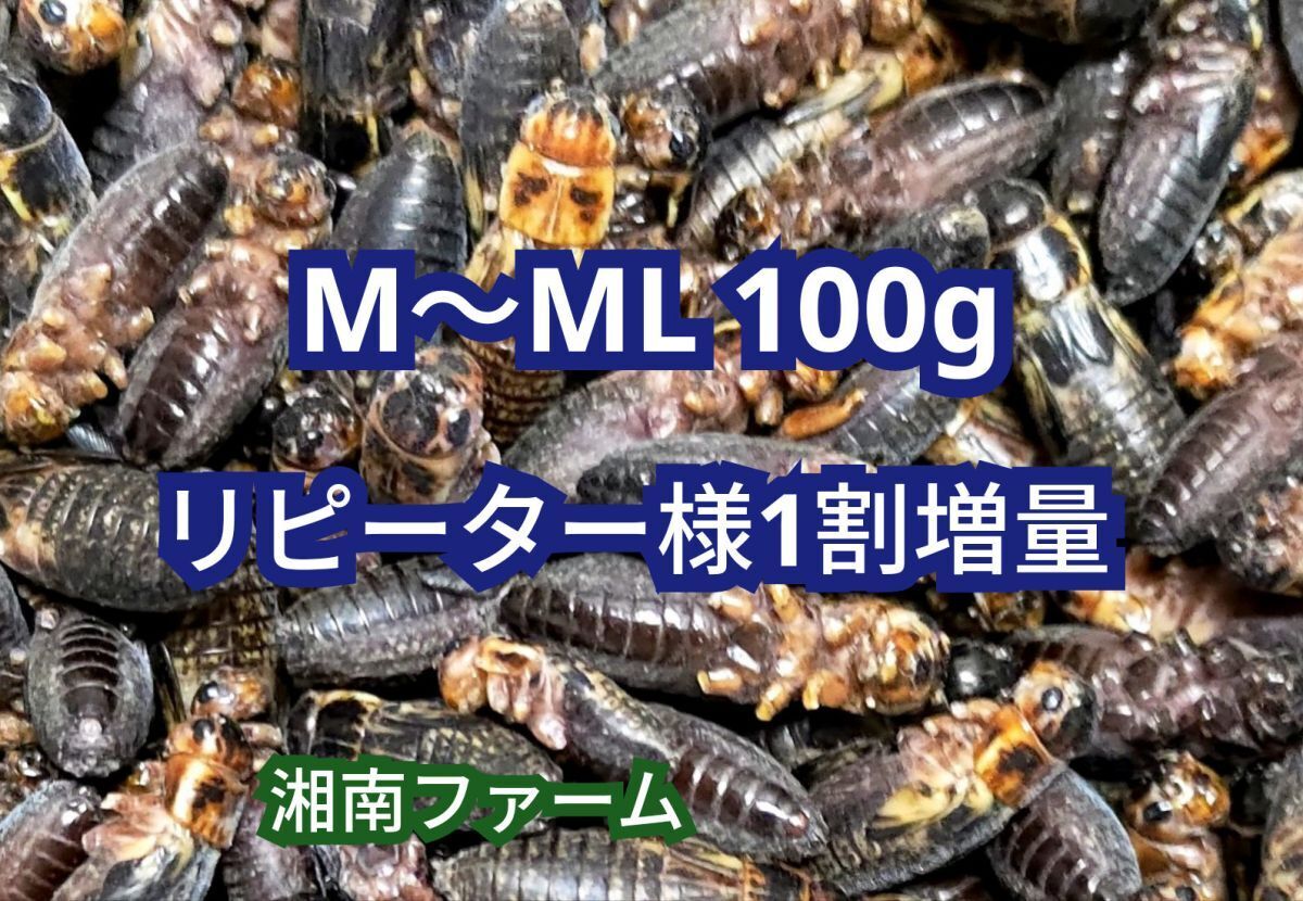 M～ML 100g冷凍 コオロギ 脚部除去済 ★リピーター様1割増量 冷凍保存用チャック袋入り_画像1