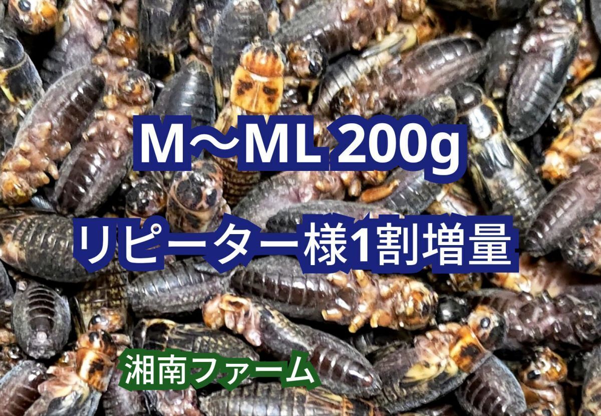 M～ML 200g冷凍 コオロギ 脚部除去済 ★リピーター様1割増量 冷凍保存用チャック袋入り_画像1