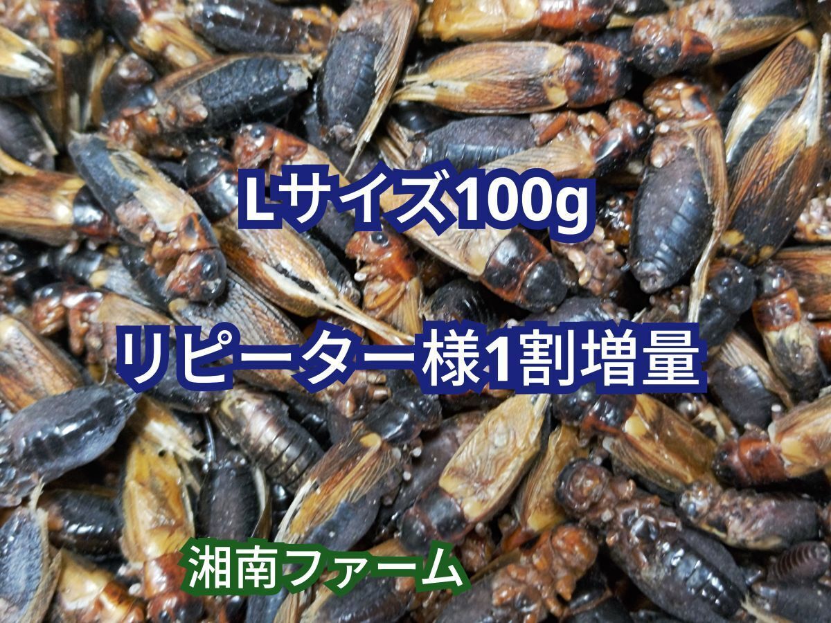 Lサイズ 100g冷凍 コオロギ 脚部除去済 ★リピーター様1割増量 ★送料1000円（北海道九州沖縄1300円）_画像1