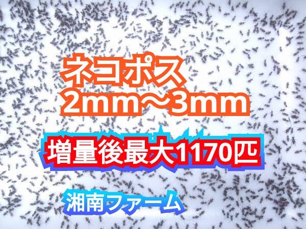 2～3㎜900匹初令フタホシコオロギ 死着保障2割増量 リピーター様1割増量 (最大で1170匹+α) ★イエコオロギに比べ栄養価が高く遅鈍で低跳躍_画像1