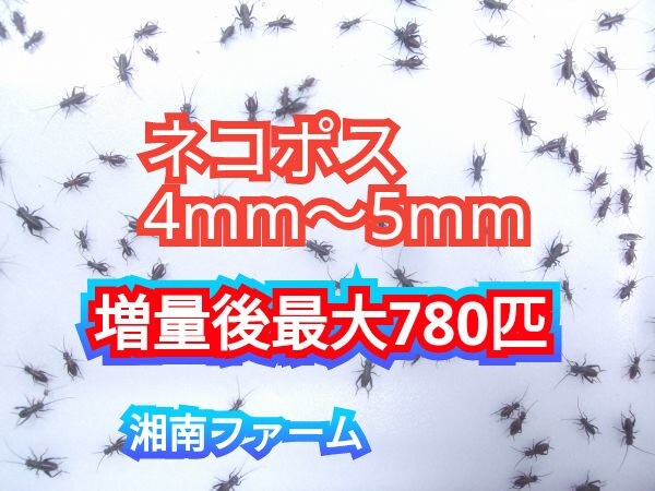 4～5㎜600匹フタホシコオロギ 死着保障2割増量 リピーター様1割増量 (最大で780匹+α) ★イエコオロギに比べ栄養価が高く遅鈍で低跳躍_画像1