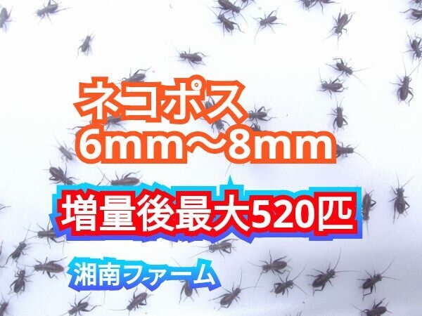 6～8㎜400匹フタホシコオロギ 死着保障2割増量 リピーター様1割増量 (最大で520匹+α) ★イエコオロギに比べ栄養価が高く遅鈍で低跳躍_画像1