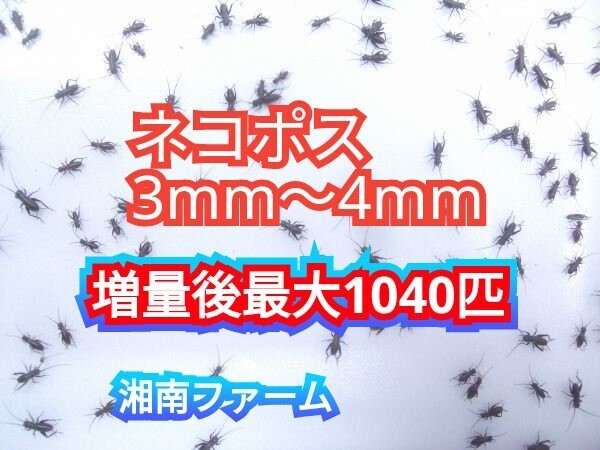 3～4㎜800匹フタホシコオロギ 死着保障2割増量 リピーター様1割増量 (最大で1040匹+α) ★イエコオロギに比べ栄養価が高く遅鈍で低跳躍_画像1