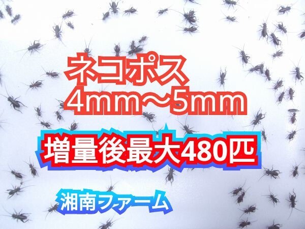 4～5㎜370匹フタホシコオロギ 死着保障2割増量 リピーター様1割増量 (最大で481匹+α) ★イエコオロギに比べ栄養価が高く遅鈍で低跳躍_画像1