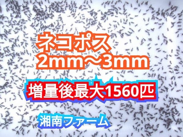 2～3㎜1200匹初令フタホシコオロギ死着保障2割増量 リピーター様1割増量 (最大で1560匹+α) ★イエコオロギに比べ栄養価が高く遅鈍で低跳躍_画像1