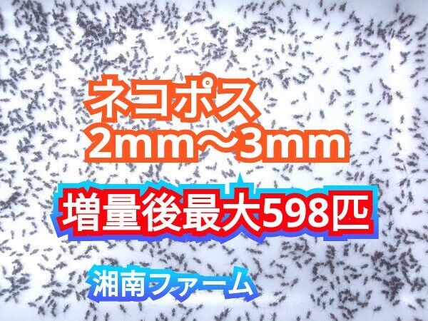 2～3㎜460匹初令フタホシコオロギ 死着保障2割増量 リピーター様1割増量 (最大で598匹+α) ★イエコオロギに比べ栄養価が高く遅鈍で低跳躍_画像1