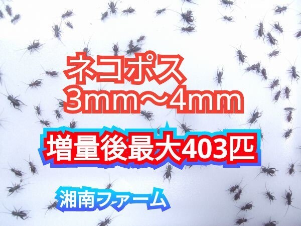 3～4㎜310匹フタホシコオロギ 死着保障2割増量 リピーター様1割増量 (最大で403匹+α) ★イエコオロギに比べ栄養価が高く遅鈍で低跳躍_画像1