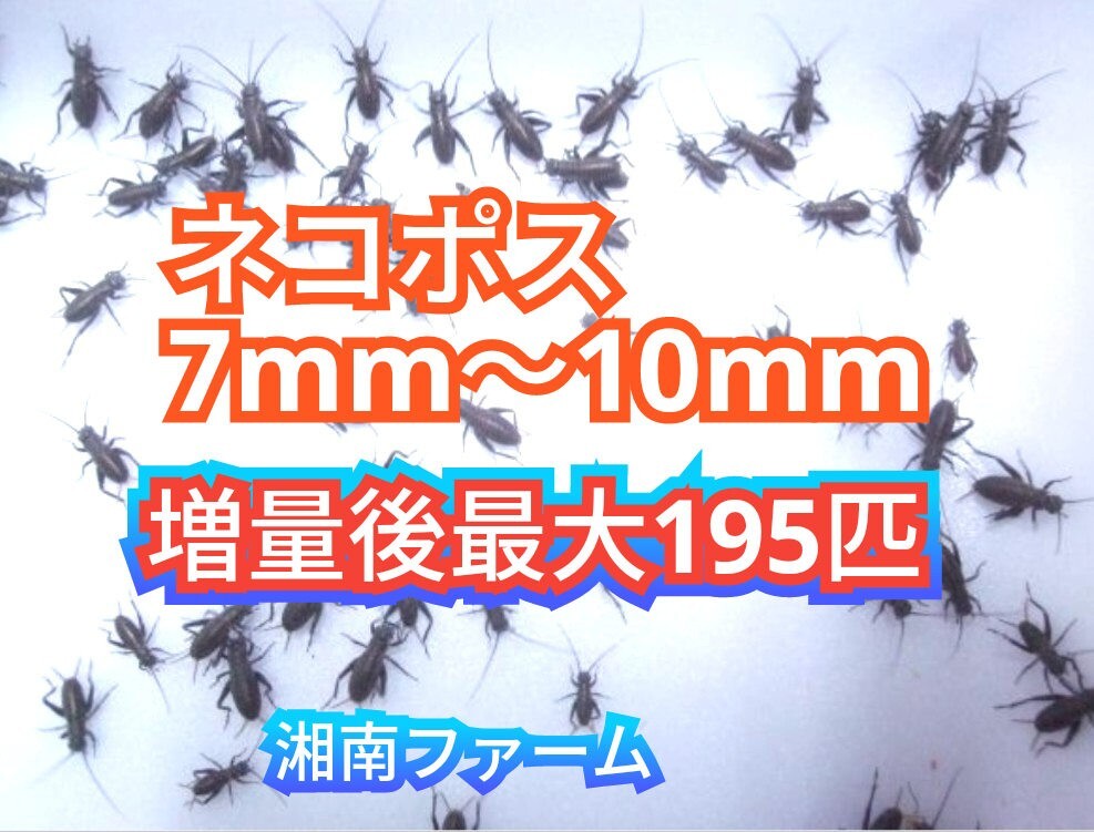 7～10㎜150匹フタホシコオロギ 死着保障2割増量 リピーター様1割増量 (最大で195匹+α) ★イエコオロギに比べ栄養価が高く遅鈍で低跳躍_画像1