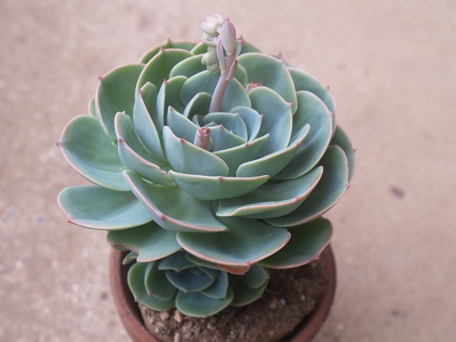 多肉植物　七福神　抜き苗　第４種_花芽は切りました