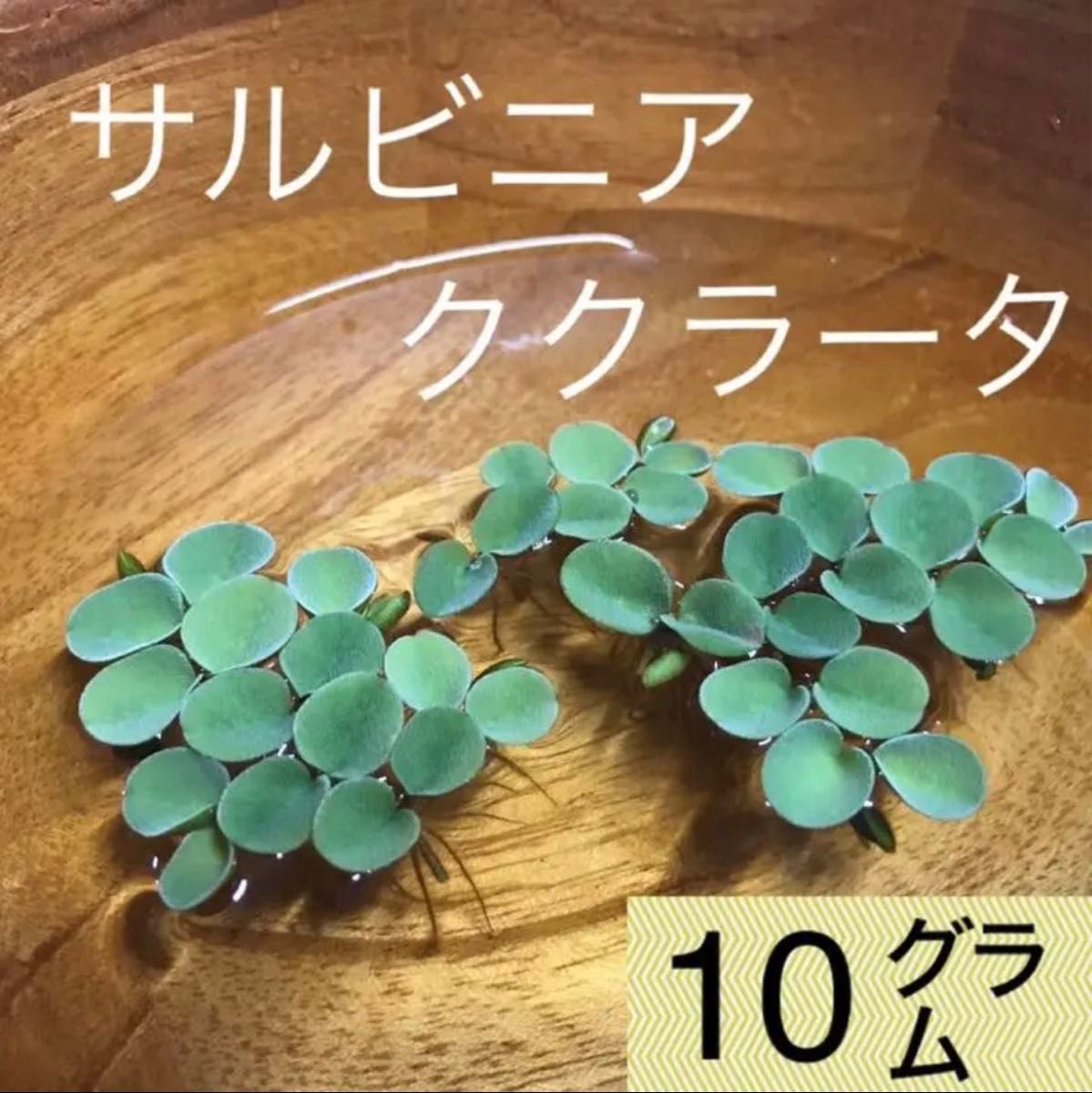 【無農薬】ビオトープ水草3種セット