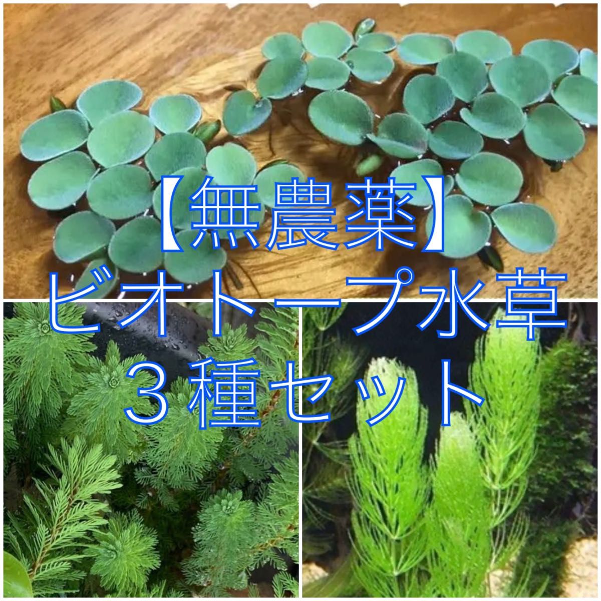 【無農薬】ビオトープ水草3種セット