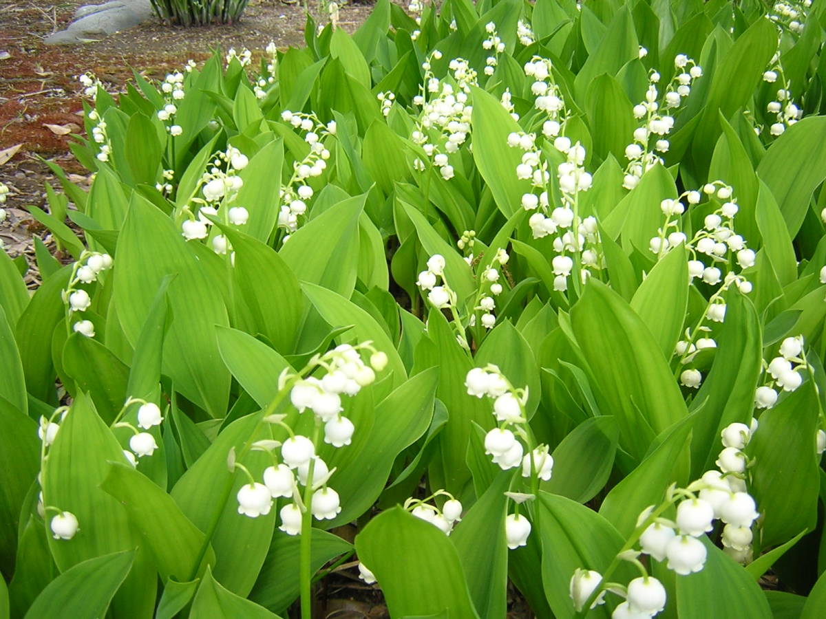 ●スズラン●純国内産・日本古来の固有種、別名君影草,シャネル５番のような素晴らしい貴賓のある香りが漂い、優美な純白の花、花が大きい_スズランは開花中、花の旬