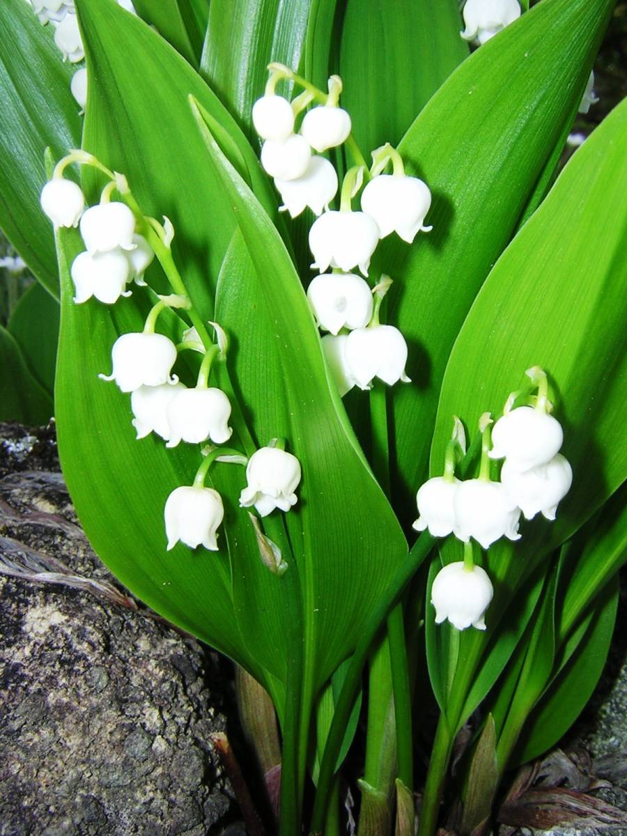 ●スズラン●純国内産・日本古来の固有種、別名君影草,シャネル５番のような素晴らしい貴賓のある香りが漂い、優美な純白の花、花が大きい_純白で貴賓・優美な花で心地良い香あり
