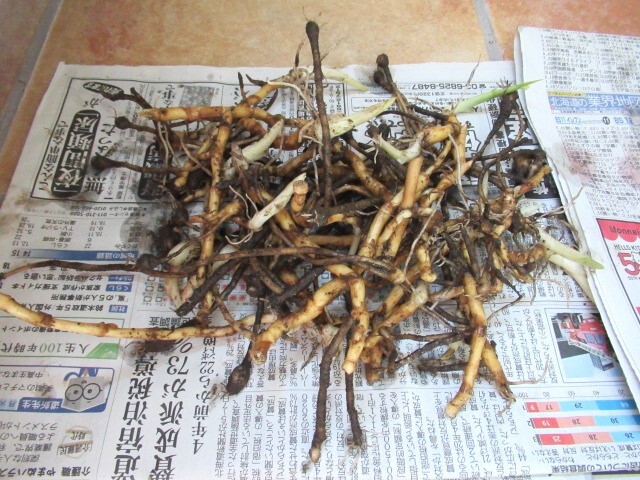 ④ みょうが地下茎苗 150ｇ位　茗荷の地下茎　ミョウガの苗無農薬 ★ 送料１８５円_画像5