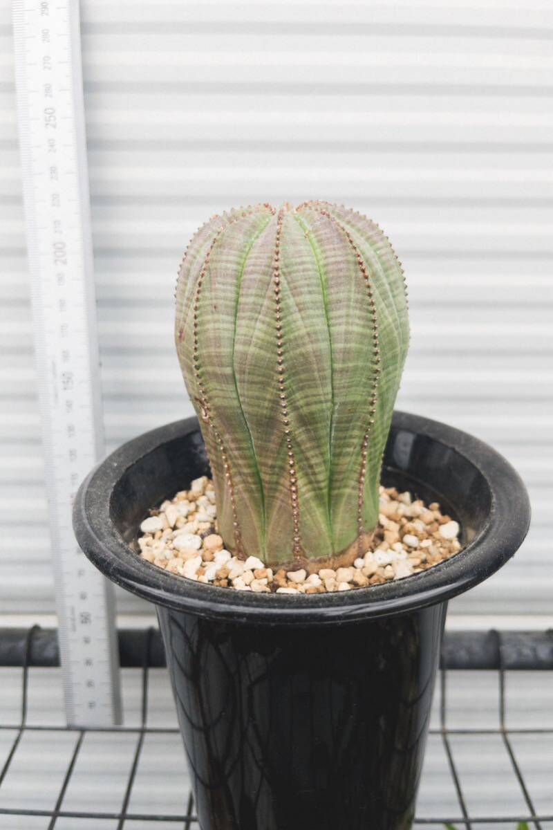 ユーフォルビア オベサ / Euphorbia obesa 2_画像2