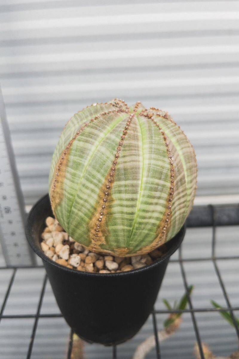  You fo рубин голубой besa/ Euphorbia obesa 3