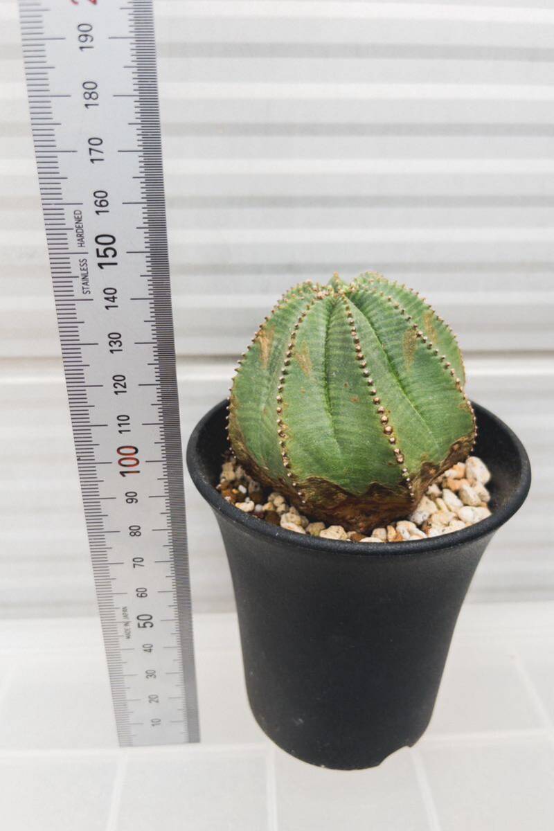  You fo ruby blue besa/ Euphorbia obesa 6