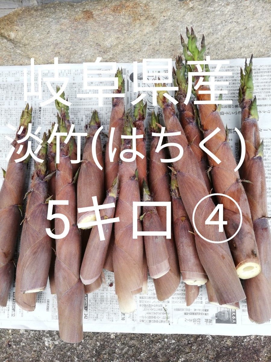 岐阜県産淡竹(はちく)5キロ 筍 採れたて無農薬