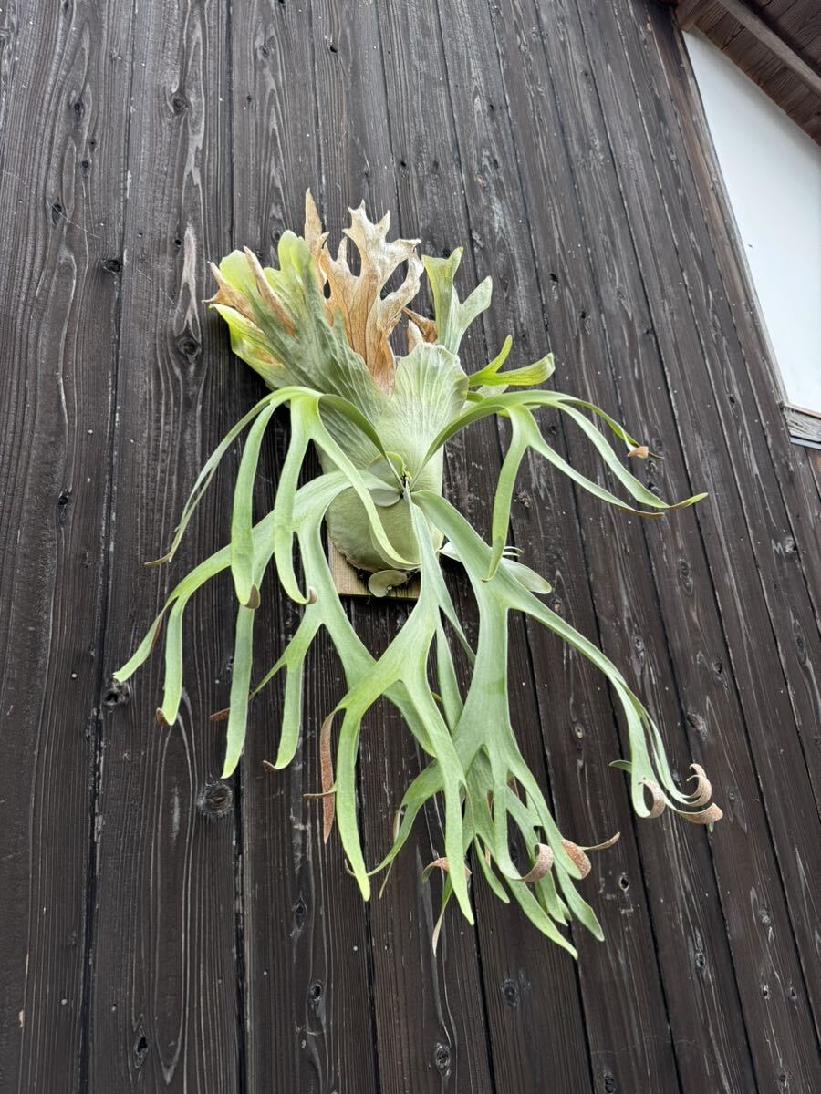 #comolebi# staghorn fern platycerium Platycerium 