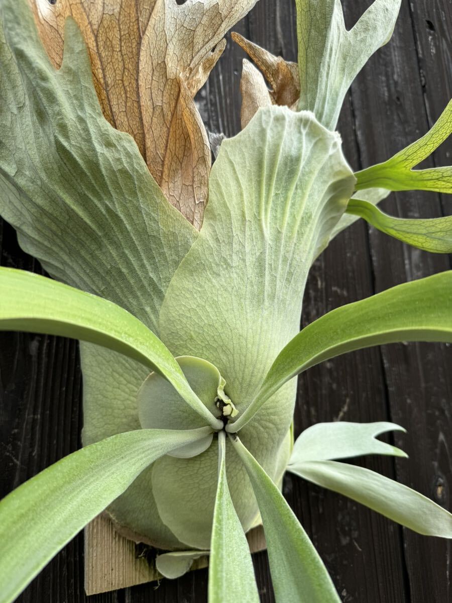 #comolebi# staghorn fern platycerium Platycerium 