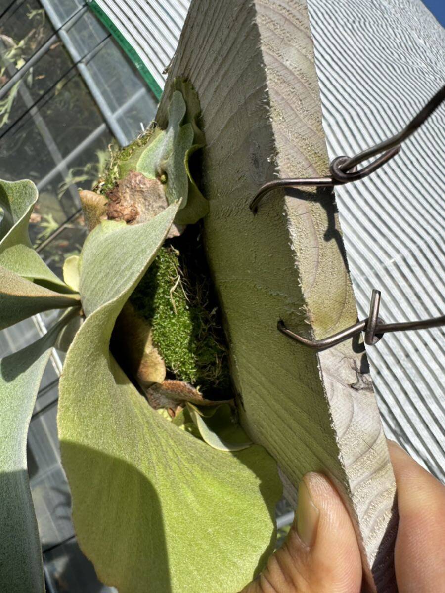 #comolebi# staghorn fern platycerium Platycerium fw