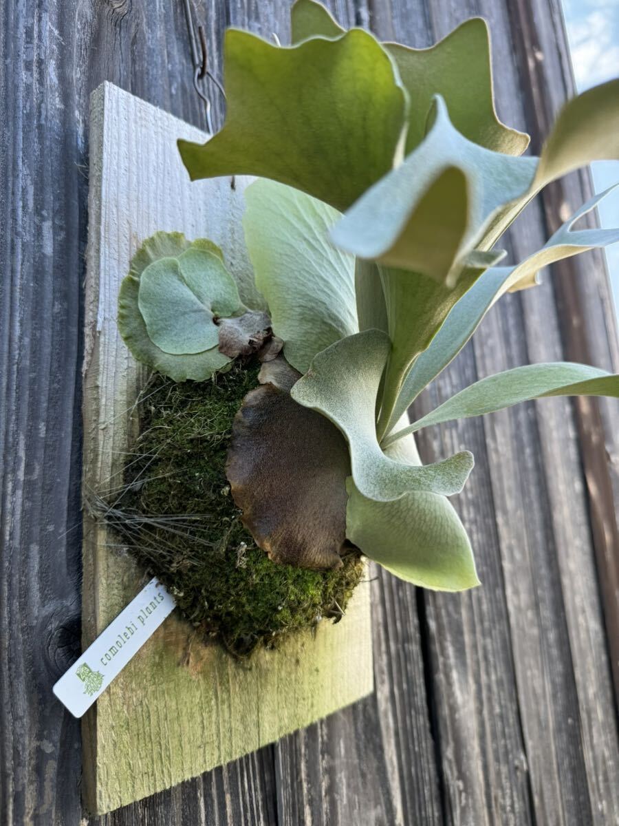 #comolebi# staghorn fern platycerium Platycerium fw