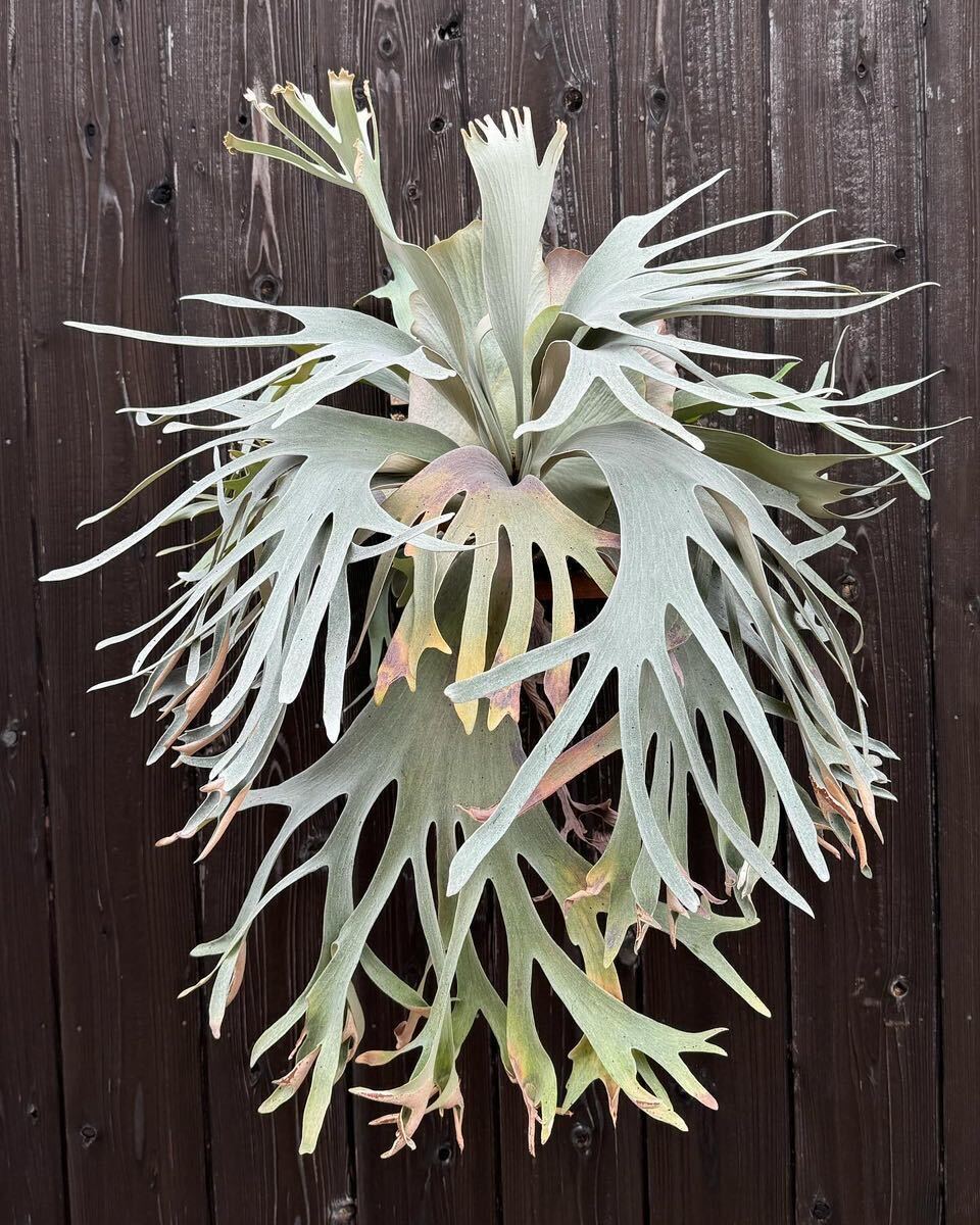 #comolebi# staghorn fern platycerium Platycerium fw