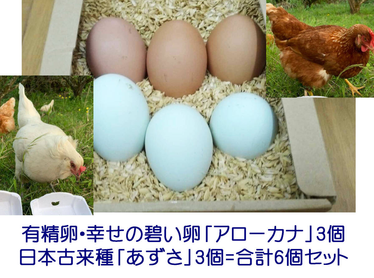 有精卵+平飼い～放し飼い+無洗卵 希少種・白色レグホーン交配「アローカナ」3個+日本在来種「あずさ」3個=「6個入りセット(食用)」の画像1