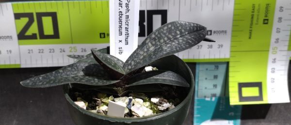 【北軽ガーデン】＊パフィオ＊Paph.micranthum var.eburneum＊原種＊パービ系＊ミクランサム　エバニウム＊広西省原産＊_画像2