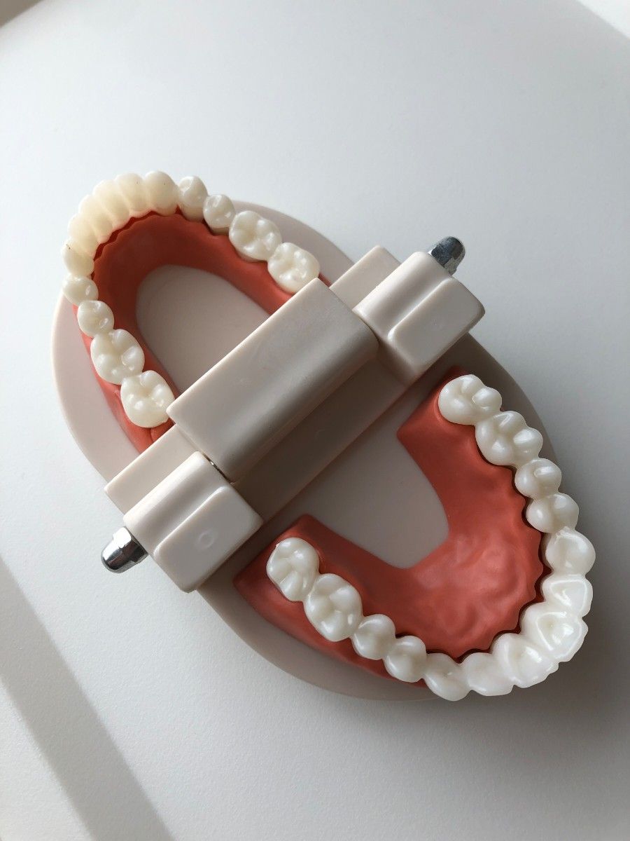 歯の模型 歯磨き練習 歯磨き 子供 キッズ 歯医者 180度開閉 知育 知育玩具 歯磨き指導 模型 プレゼント インテリア