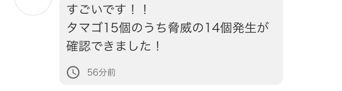 姫ウズラ ヒメウズラ　有精卵　５個　おまけ増量中！