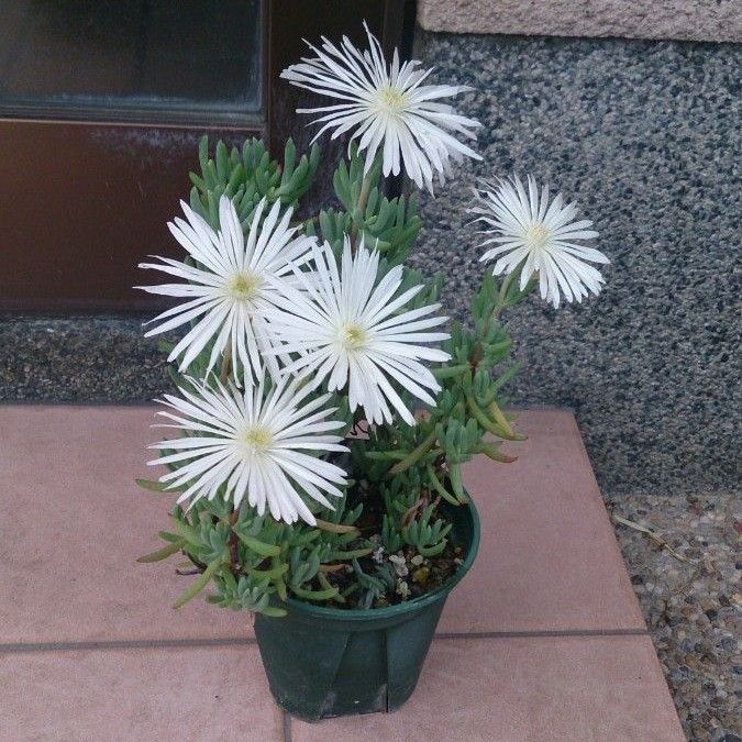 マツバギク 白花 大輪 抜き苗  １本 ★開花始まりました カット苗もあります