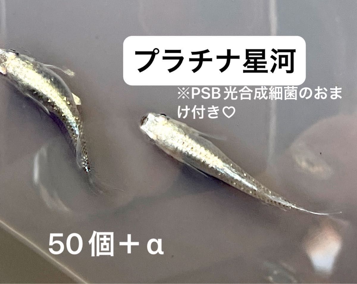 プラチナ星河　高級メダカ　有精卵　50コ+α ヒレ長　PSB光合成細菌のおまけ付き　上見　横見　優雅