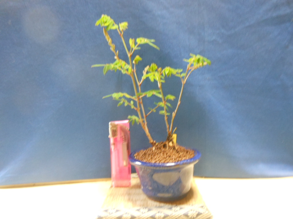 豆助ミニ盆栽 庭藤・赤花・樹高１０㎝越えで小品盆栽の画像1